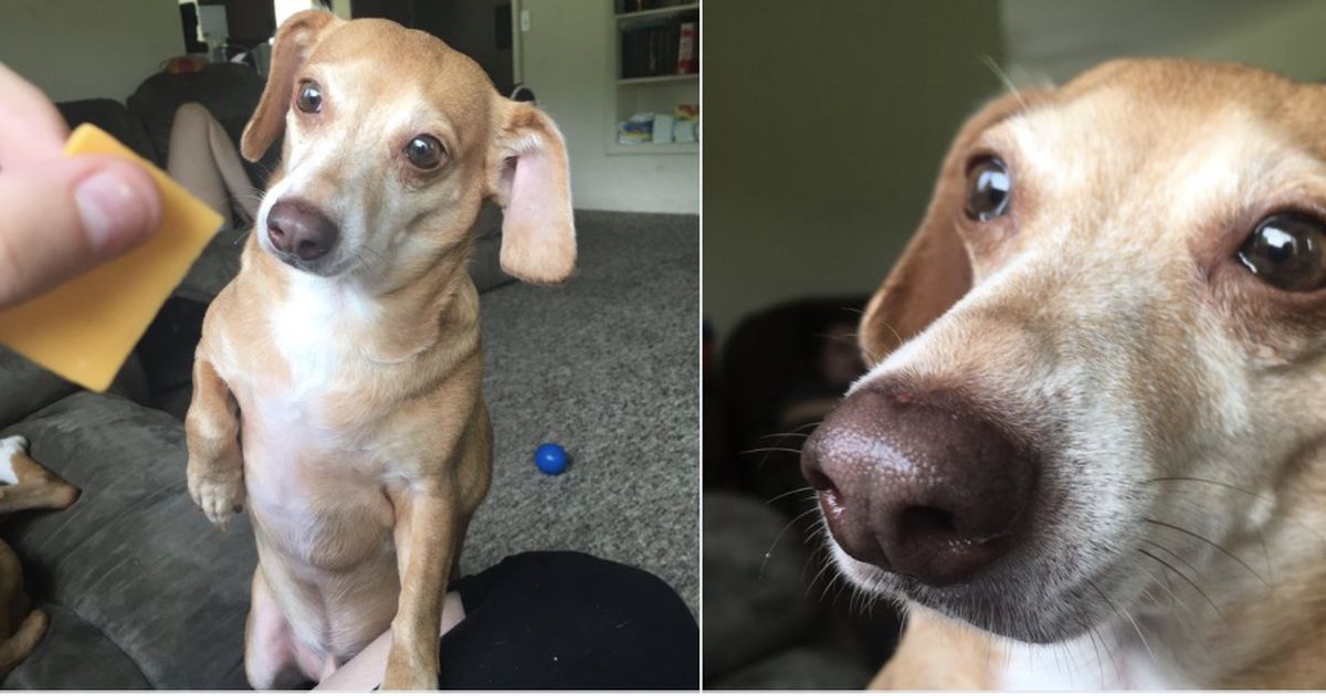 Dürfen Hunde Käse essen?