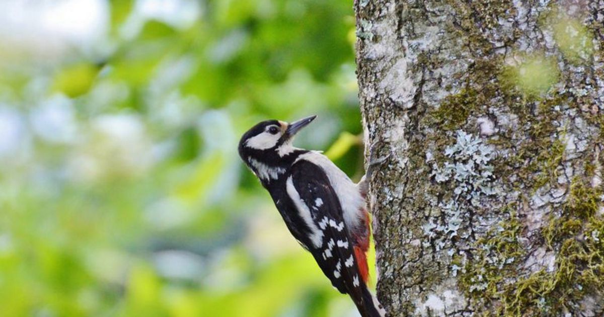 Witz des Tages Ein Specht schlägt mit dem Schnabel gegen den Stamm