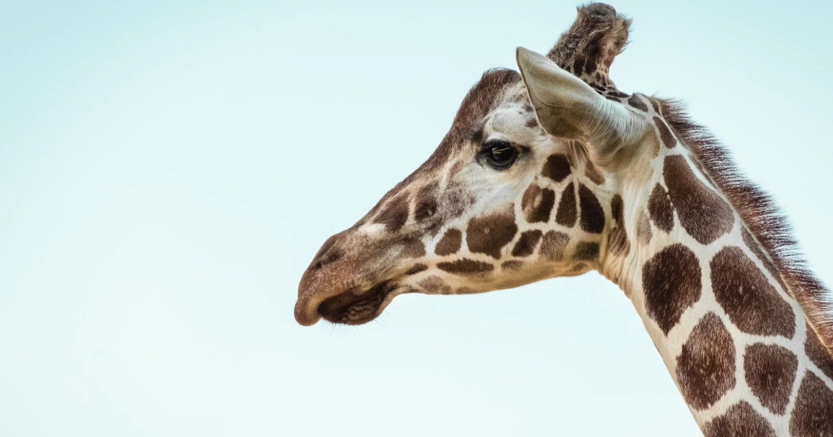 Wie Viele Wirbel Hat Eine Giraffe