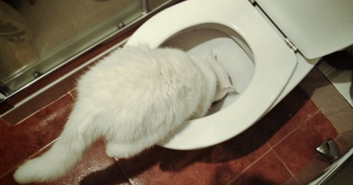 Darum trinkt deine Katze aus dem Klo!